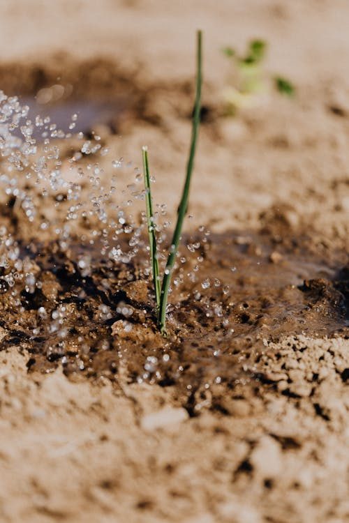 A young shoot in dry soil, catching drops of irrigation water